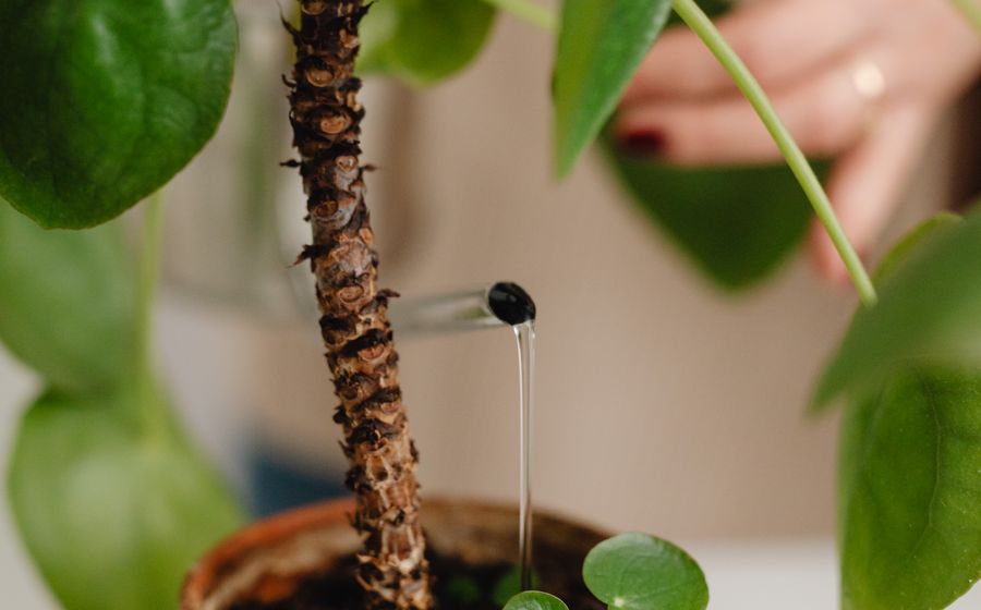 Catches overwatering