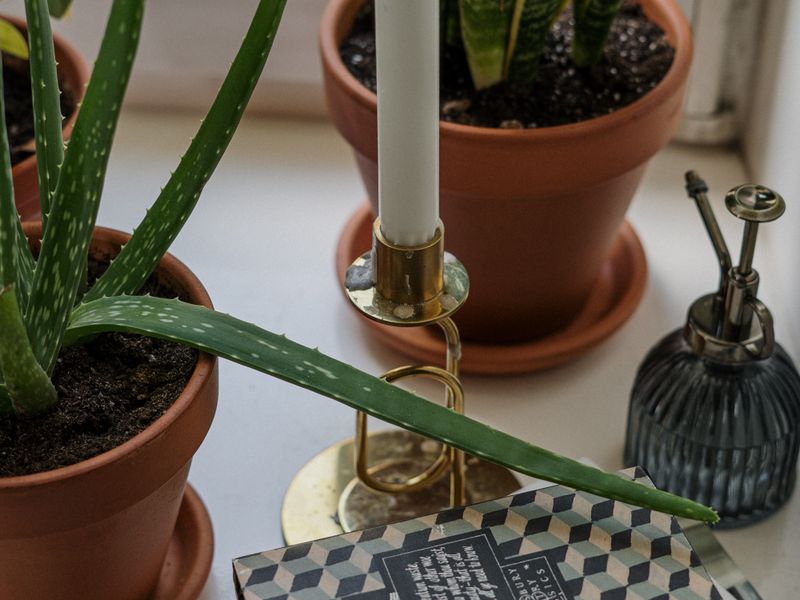 Stand your plant on it